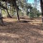 Griffith Park Redwoods - Cedar Grove