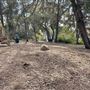 Griffith Park Redwoods - Cedar Grove