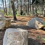 Griffith Park Redwoods - Cedar Grove