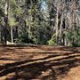 Griffith Park Redwoods - Cedar Grove