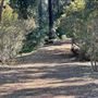 Griffith Park Redwoods - Cedar Grove