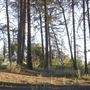 Griffith Park Redwoods - Cedar Grove