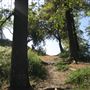 Griffith Observatory - Griffith Park