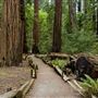 Richardson Grove State Park (SP)