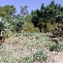 Los Angeles County Arboretum