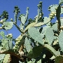 Los Angeles County Arboretum