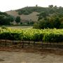 Mt. Vernon Winery