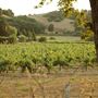 Mt. Vernon Winery