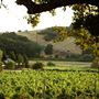 Mt. Vernon Winery