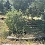Peter Strauss Ranch - National Park Service (NPS)