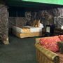 Madonna Inn