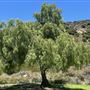 Deukmejian Wilderness Park