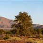 Hungry Valley State Vehicle Recreation Area (SVRA)