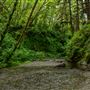 Prairie Creek Redwoods State Park (SP) within the Redwood National and State Parks