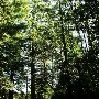Mount Tamalpais State Park (SP)
