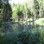 Dawson Ranch