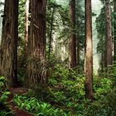 Redwood National & State Parks