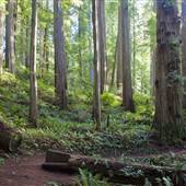 Jedediah Smith Redwoods State Park (SP) within the Redwood National and State Parks