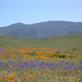 Carrizo Plain National Monument