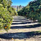 King Street Orchard & Farmhouse