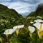 Garrapata State Park (SP)