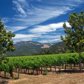 Kunde Family Winery