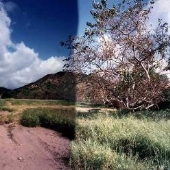 Laguna Coast Wilderness Park
