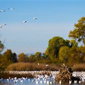 Gray Lodge Wildlife Area