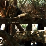 Shambala