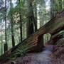 Redwood National & State Parks