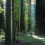 Humboldt Redwoods State Park (SP)