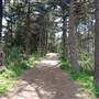 Griffith Park Redwoods - Cedar Grove