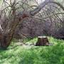 Griffith Park Redwoods - Cedar Grove