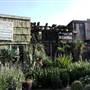 California Nursery Specialties - Cactus Ranch
