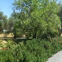 Blue Rock Vineyard