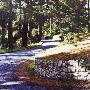 Fern Canyon Road