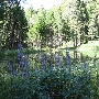 Dawson Ranch