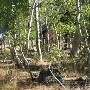 Aspens Near Highway 267 US Forest Service