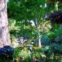 Japanese Tea Garden - San Mateo Central Park & Recreation Center