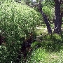 Canebrake Ecological Reserve - California Department of Fish and Wildlife (CDFW)