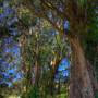 San Bruno Mountain State Park (SP)