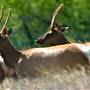 Tule Elk State Natural Reserve (SNR)