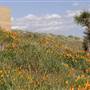 Antelope Valley California Poppy Reserve State Natural Reserve (SNR)