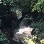 Big Basin Redwoods State Park (SP)