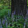 Calaveras Big Trees State Park (SP)