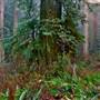 Jedediah Smith Redwoods State Park (SP) within the Redwood National and State Parks