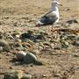 Carpinteria State Beach (SB)