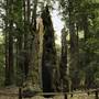 Portola Redwoods State Park (SP)