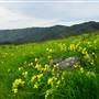San Bruno Mountain State Park (SP)