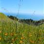 Mount Tamalpais State Park (SP)